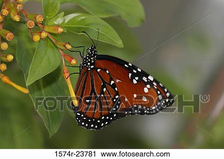 Stock Image - Close-up of a Queen Butterfly on a flower pollinating (Danaus gilippus). Fotosearch