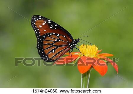 Close-up of a Queen Butterfly on a flower pollinating (Danaus gilippus) View Large Photo Image Stock Image - Close-up of a Queen Butterfly on a flower pollinating (Danaus gilippus). Fotosearch