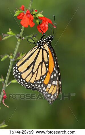 Stock Photo - Close-up of a Queen Butterfly on a flower pollinating (Danaus gilippus). Fotosearch
