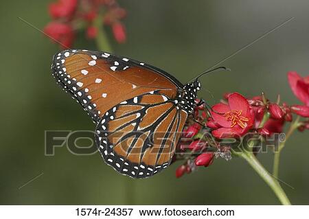 Close-up of a Queen Butterfly pollinating a flower (Danaus gilippus) View Large Photo Image Stock Photo - Close-up of a Queen Butterfly pollinating a flower (Danaus gilippus). Fotosearch