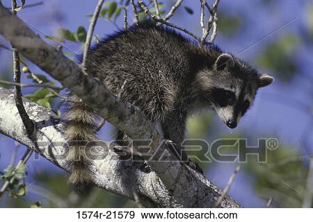 Stock Photo - Close-up of a raccoon in a tree. Fotosearch