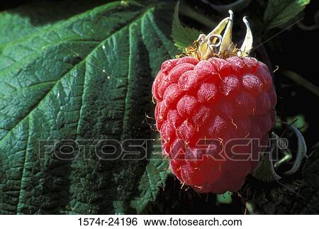 Close-up of a raspberry View Large Photo Image Stock Photograph - Close-up of a raspberry. Fotosearch