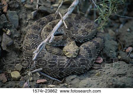 Close-up of a rattlesnake (Crotalus ruber) View Large Photo Image Stock Image - Close-up of a rattlesnake (Crotalus ruber). Fotosearch