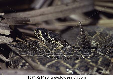 Close-up of a rattlesnake View Large Photo Image Stock Image - Close-up of a rattlesnake. Fotosearch