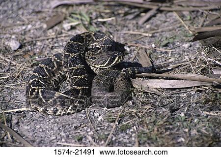 Close-up of a rattlesnake View Large Photo Image Stock Image - Close-up of a rattlesnake. Fotosearch