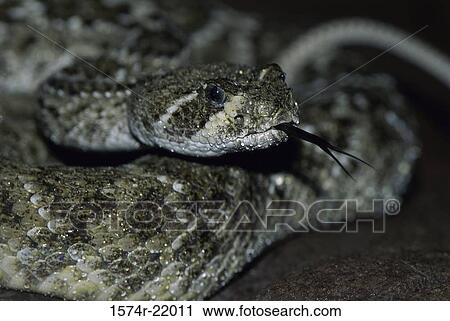 Close-up of a rattlesnake View Large Photo Image Stock Image - Close-up of a rattlesnake. Fotosearch