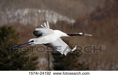 Stock Image - Close-up of a Red-crowned Crane flying (Grus japonensis). Fotosearch