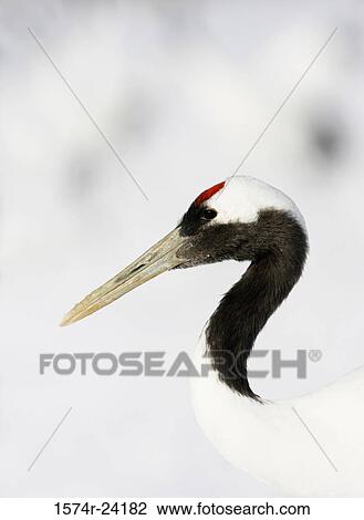 Stock Image - Close-up of a Red-crowned Cranes (Grus japonensis). Fotosearch