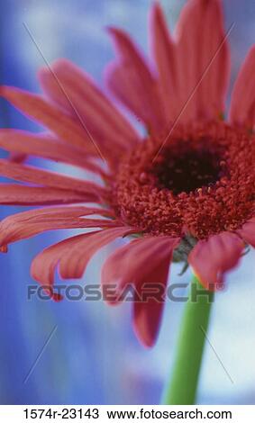 Close-up of a red daisy View Large Photo Image Stock Image - Close-up of a red daisy. Fotosearch
