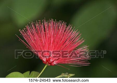 Stock Image - Close-up of a Red Powder Puff flower (Calliandra haematocephala). Fotosearch