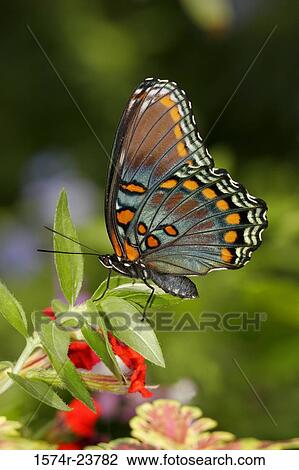 Close-up of a Red-spotted Purple Butterfly on a leaf (Limenitis arthemis astyanax) View Large Photo Image Stock Image - Close-up of a Red-spotted Purple Butterfly on a leaf (Limenitis arthemis astyanax). Fotosearch