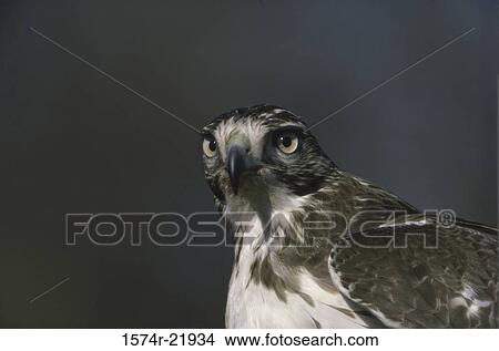 Picture - Close-up of a Red-tailed Hawk. Fotosearch