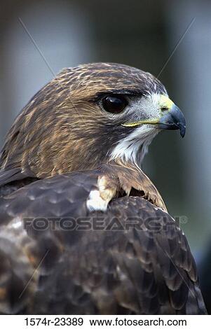Close-up of a Red-tailed Hawk View Large Photo Image Stock Photo - Close-up of a Red-tailed Hawk. Fotosearch