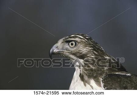 Close-up of a Red-tailed Hawk View Large Photo Image Stock Photography - Close-up of a Red-tailed Hawk. Fotosearch