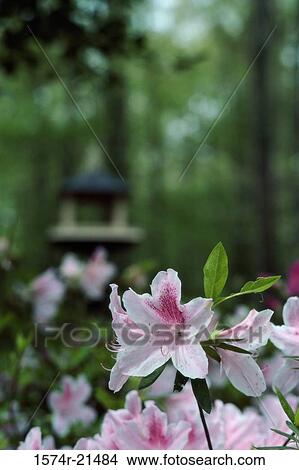 Close-up of a rhododendron flower View Large Photo Image Picture - Close-up of a rhododendron flower. Fotosearch