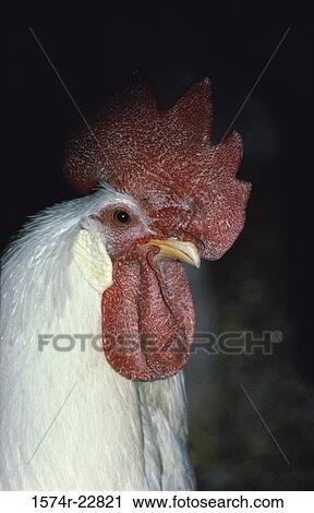 Close-up of a rooster View Large Photo Image Stock Image - Close-up of a rooster. Fotosearch