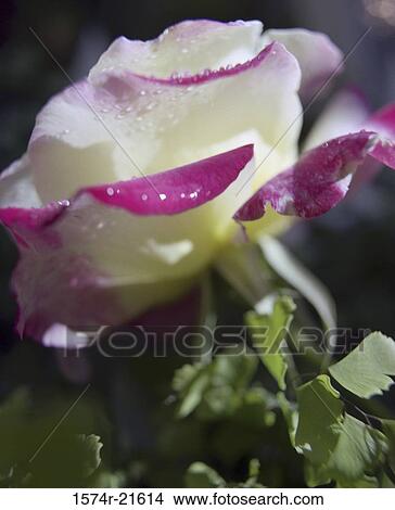 Close-up of a rose View Large Photo Image Picture - Close-up of a rose. Fotosearch