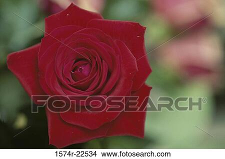Picture - Close-up of a rose. Fotosearch