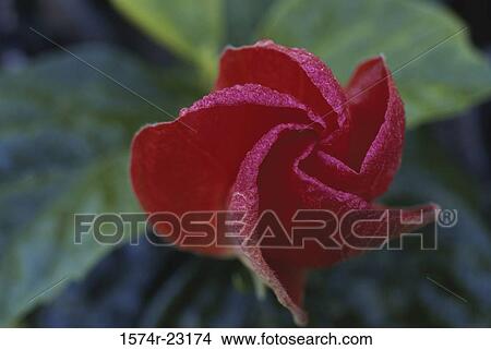 Picture - Close-up of a rose. Fotosearch
