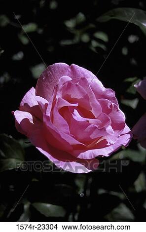 Picture - Close-up of a rose. Fotosearch
