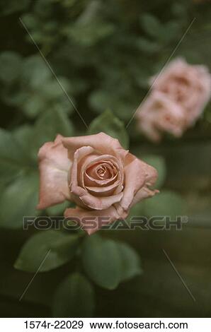 Close-up of a rose plant View Large Photo Image Stock Photo - Close-up of a rose plant. Fotosearch