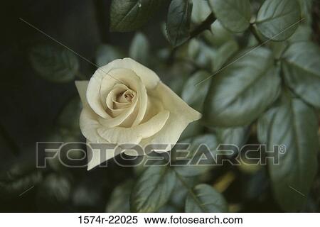 Stock Photography - Close-up of a rose plant. Fotosearch