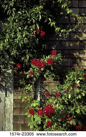 Close-up of a rose plant View Large Photo Image Stock Photography - Close-up of a rose plant. Fotosearch