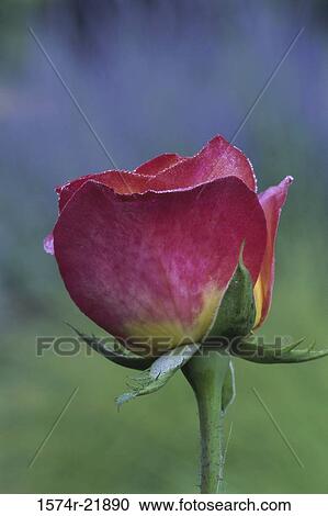 Stock Image - Close-up of a rose. Fotosearch