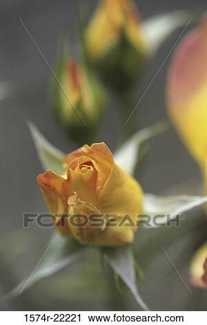 Stock Image - Close-up of a rose. Fotosearch