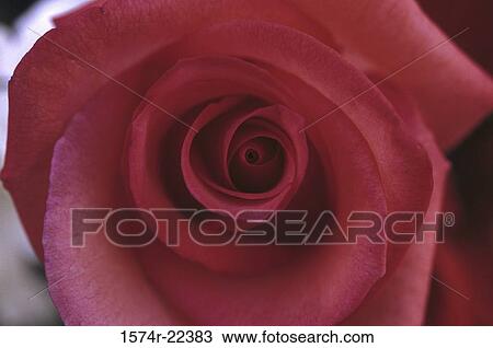 Stock Image - Close-up of a rose. Fotosearch