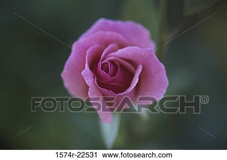Close-up of a rose View Large Photo Image Stock Image - Close-up of a rose. Fotosearch