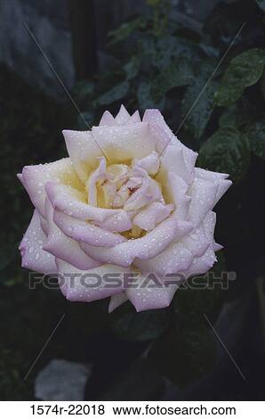 Stock Photo - Close-up of a rose. Fotosearch