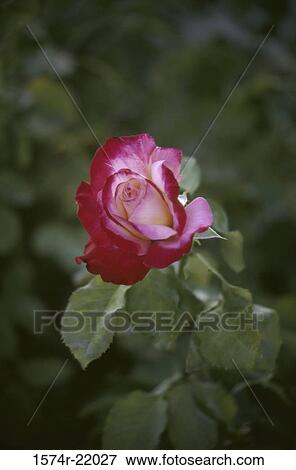 Stock Photo - Close-up of a rose. Fotosearch