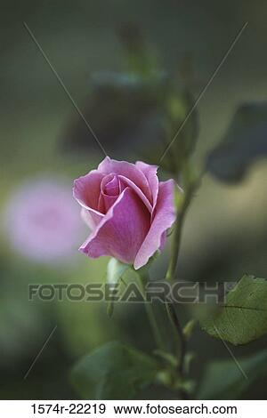 Stock Photo - Close-up of a rose. Fotosearch