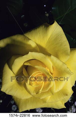 Close-up of a rose View Large Photo Image Stock Photograph - Close-up of a rose. Fotosearch