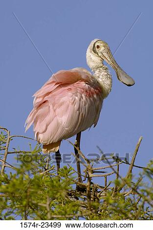 Close-up of a Roseate Spoonbill perching on a treetop (Ajaia ajaja) View Large Photo Image Stock Photo - Close-up of a Roseate Spoonbill perching on a treetop (Ajaia ajaja). Fotosearch