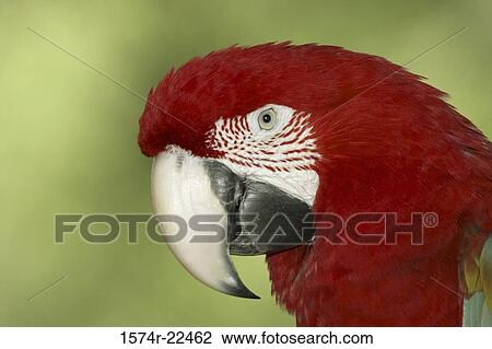 Close-up of a Scarlet Macaw View Large Photo Image Stock Image - Close-up of a Scarlet Macaw. Fotosearch
