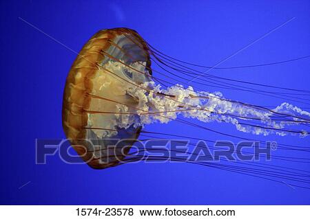 Close-up of a Sea Nettle View Large Photo Image Stock Photo - Close-up of a Sea Nettle. Fotosearch