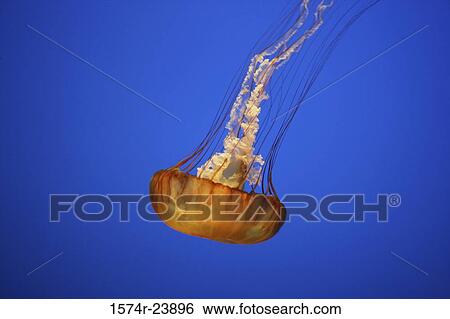 Close-up of a Sea Nettle View Large Photo Image Stock Photograph - Close-up of a Sea Nettle. Fotosearch