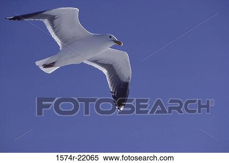 Close-up of a seagull in flight (Larus Argentatus) View Large Photo Image Stock Photography - Close-up of a seagull in flight (Larus Argentatus). Fotosearch