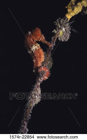 Close-up of a seahorse underwater View Large Photo Image Picture - Close-up of a seahorse underwater. Fotosearch