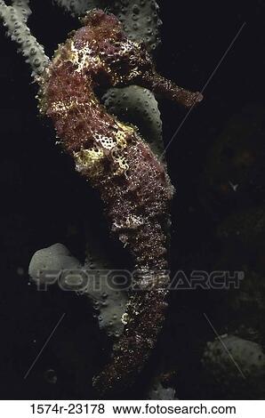 Stock Photo - Close-up of a seahorse underwater. Fotosearch