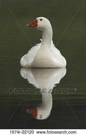 Close-up of a Snow Goose swimming in water View Large Photo Image Stock Image - Close-up of a Snow Goose swimming in water. Fotosearch