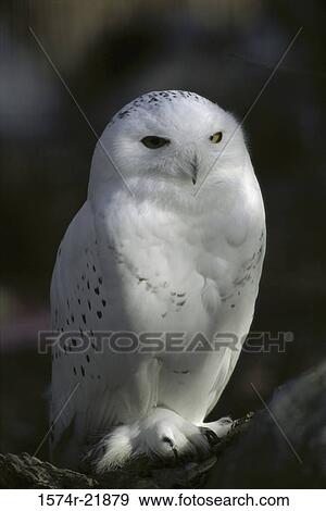 Stock Photo - Close-up of a Snowy Owl. Fotosearch