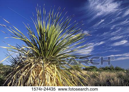 Close-up of a sotol plant, Carlsbad Caverns National Park, New Mexico, USA View Large Photo Image Stock Photography - Close-up of a sotol plant, Carlsbad Caverns National Park, New Mexico, USA. Fotosearch