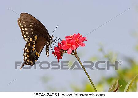 Close-up of a Spicebush Swallowtail Butterfly on a flower pollinating (Papilio troilus) View Large Photo Image Stock Image - Close-up of a Spicebush Swallowtail Butterfly on a flower pollinating (Papilio troilus). Fotosearch