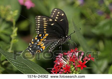 Stock Image - Close-up of a Spicebush Swallowtail Butterfly on a flower pollinating (Papilio troilus). Fotosearch