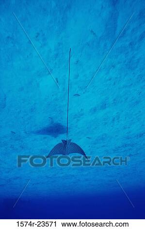 Close-up of a Spotted Eagle Ray swimming underwater (Aetobatus narinari) View Large Photo Image Stock Image - Close-up of a Spotted Eagle Ray swimming underwater (Aetobatus narinari). Fotosearch