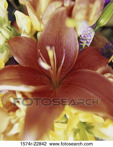 Close-up of a Stargazer lily View Large Photo Image Stock Image - Close-up of a Stargazer lily. Fotosearch