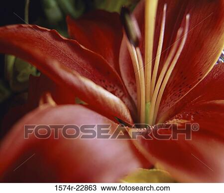 Close-up of a Stargazer lily View Large Photo Image Stock Image - Close-up of a Stargazer lily. Fotosearch